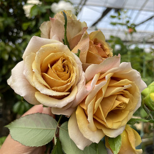 半岛花园 松之梦日本月季复古色玫瑰大花切花唯美阳台盆栽庭院