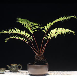 花卉盆景盆栽绿植室内荼桌办公禅意摆件易养蕨类山野雅居 乌毛蕨