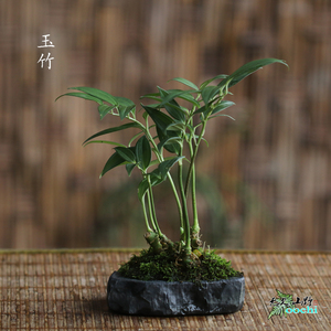 山野雅居 青石盘栽玉竹 茶席茶桌小景常绿植物喜阴湿环境易种花卉