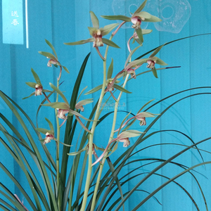 送春兰花