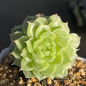 仙女杯吉娜白菊雪山初霜绿铁爱杜丽斯女王玫瑰群生老桩多肉6人付款10