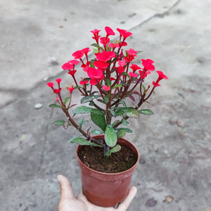 虎刺玫花卉盆栽