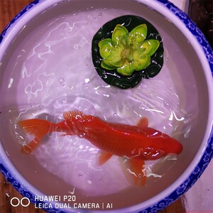 金鱼锦鲤婺源荷包鲤元宝鲤红鲤鱼淡水鱼冷水鱼观赏鱼招财鱼风水鱼