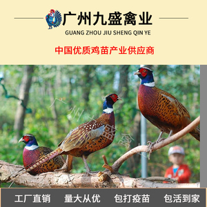 美国纯种出壳七彩山鸡苗野鸡苗活体鸡苗种苗土鸡苗运输包活包邮