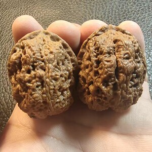 文玩铁核桃云南铁核桃自然生长蟾王蛤蟆头象形逼真铁核桃大蟾王