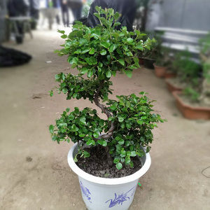 稀有品种珍珠梅花苗盆栽珍珠梅花盆景造型室内外开花绿色植物
