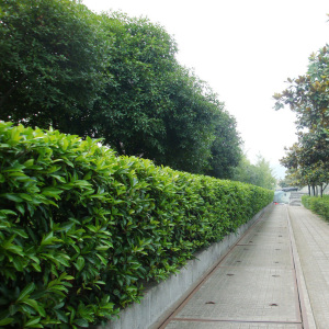 冬青树苗大叶灌木丛生法国冬青庭院花园绿篱篱笆苗北海道黄杨苗