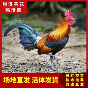 纯种茶花鸡苗海南白耳原鸡小鸡活体土鸡观赏鸡茶花鸡活体脱温苗