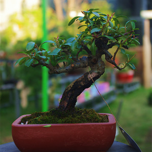 红子盆景