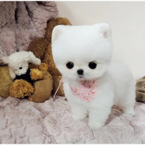 出售纯种俊介博美犬幼犬白色茶杯超小袖珍犬长不大的宠物狗狗活体