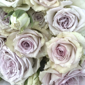 【银雨月季】银雨月季品牌,价格 - 阿里巴巴