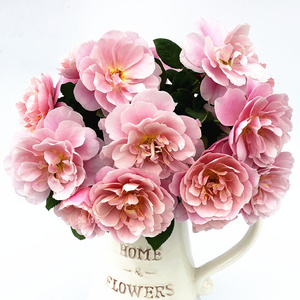 灌木遥远的鼓声遥鼓妖鼓 庭院阳台古铜色多季节月季花苗浓香盆栽