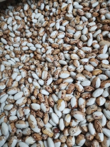 蔬菜种子籽 东北油豆角种子纯绿色宽大肉厚开锅烂豆角籽包邮