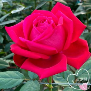 亚历克红※月季棒棒糖玫瑰花苗花卉四季开花红色大花浓香广东发