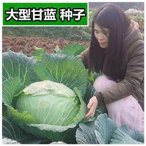 大型甘蓝种子包菜卷心菜籽养生菜甘兰种子春秋种四季蔬菜种孑高产