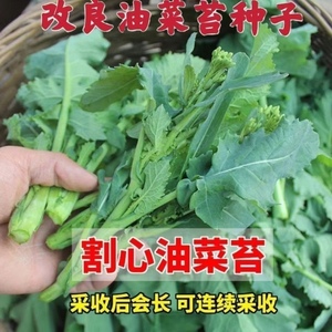眉山早菜苔种子早熟油菜苔种子四季播耐热抗冻农家田园蔬菜种籽孑