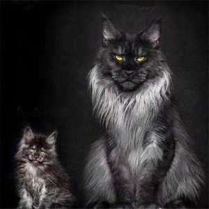 烟灰赛级缅因猫幼猫纯种巨型俄罗斯银虎缅因库恩宠物猫咪活体小猫