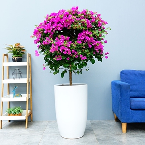 成都植物销售三角梅室内大盆花庭院阳台室外开花植物大盆绿植开花