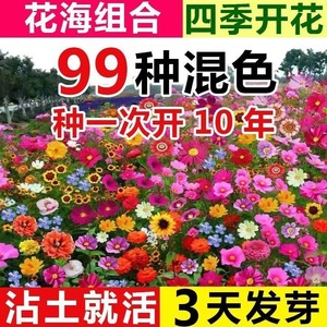 野花组合花种子太阳花种孑秋冬四季播种庭院阳台开花花卉花种籽子