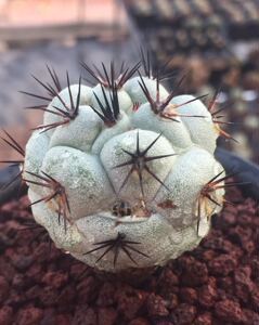 帝王丸 仙人球多肉植物 实生容易养