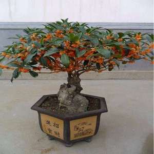 桂花苗嫁接桂花树苗 桂花盆栽 地栽苗 四季桂金桂丹桂沉香桂包邮