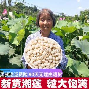 今年新货特级湘莲湘潭无芯磨皮白莲子干货去芯粉糯无硫磺500g包邮