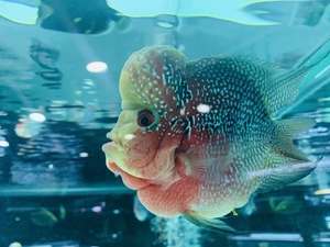 爆头十八罗汉鱼活体麒麟罗汉鱼元宝罗汉鱼龙鱼配鱼热带观赏鱼