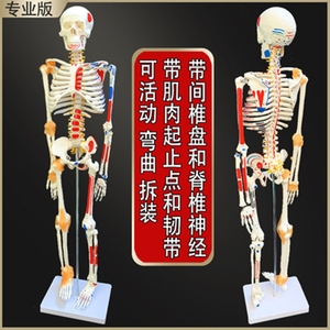 彩色1e70cm人体骨骼半边肌肉着色模型骷髅骨架附肌肉起止点模型45