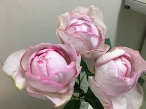 伊芙卢布/伊芙逸话月季花苗大花包子浓香四季粉色灌木切花小中苗