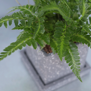 印度冬青蕨金线蕨耐阴植物除甲醛净化空气绿植盆栽