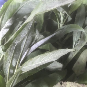 同款货源amay889淘宝大风艾 新鲜大风草 艾纳香 牛耳艾  月子洗澡