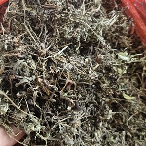 民间生草药材野生通脉草午时香脉草香草通穴草干货500克泡酒