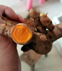 泰国新鲜黄姜越南黄姜冬阴功汤料调料调味品姜黄咖喱姜月子姜生姜