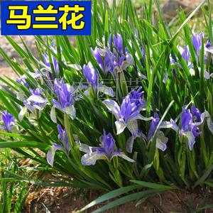 马蔺种子