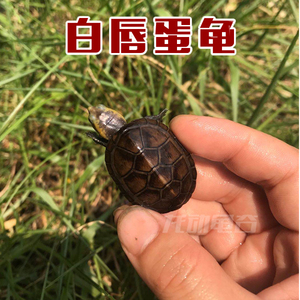白唇蛋龟泥龟北部白唇南部白唇 蛋龟观赏龟活体宠物龟乌龟水龟
