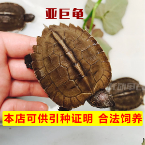 亚洲巨型龟亚巨乌龟观赏种龟苗草龟大型素食吃菜龟半水龟宠物