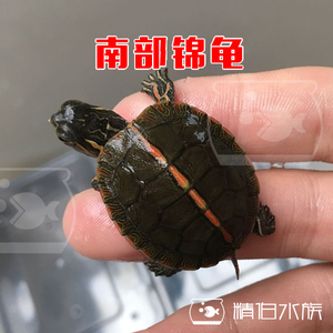 东锦龟