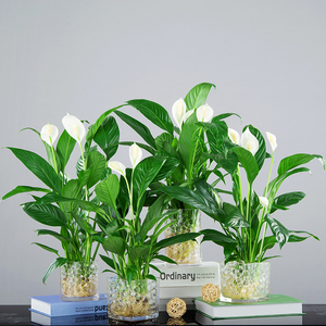 白掌花卉盆栽一帆风顺植物水培四季开花美化办公室内好养绿植盆景