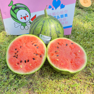 庞各庄小西瓜汉良牛奶西瓜2粒顺丰包邮吊秧瓜新鲜水果5斤以上