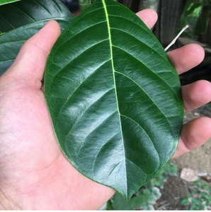 现摘现发 海南菠萝蜜叶子 新鲜树菠萝叶喂虫买50送50