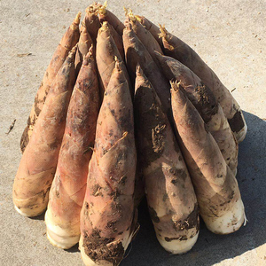 富阳春笋新鲜现挖大竹笋冬笋雷笋临安天目山鲜笋农家5斤装油焖笋