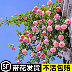 粉色龙沙宝石蔷薇爬藤本月季花苗盆栽四季浓香玫瑰花卉植物庭院开