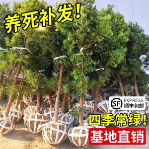 罗汉松树苗盆景小叶雀舌室外庭院盆栽地栽大树造型树桩名贵绿化苗