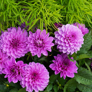 小丽花大丽花菊花盆栽带花发货阳台窗台庭院四季开花好养花卉植物