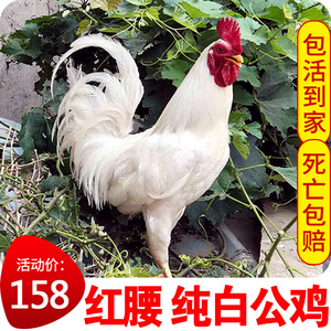 活体纯白公鸡活苗活鸡包活到家红腰土鸡三白药引公鸡可孵化种鸡