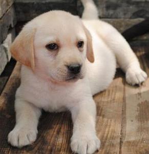 拉布拉多幼犬纯种拉布拉多犬幼崽小狗宠物狗活体健康神犬小七狗狗
