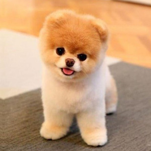 纯种球体博美犬茶杯型幼犬袖珍长不大迷你俊介犬小型活体宠物狗狗