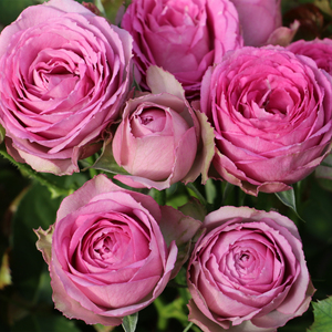 薰衣草蕾丝 新品月季欧月多头切 灌木浓香型多季开花-许木木