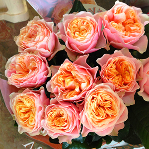 浪漫珊瑚心月季