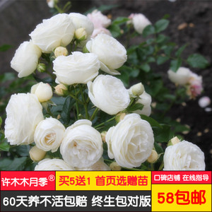 玉a356淘宝欧泊柏铂姬尼凯捷染发膏天然家庭装雾青灰抖音自己在家